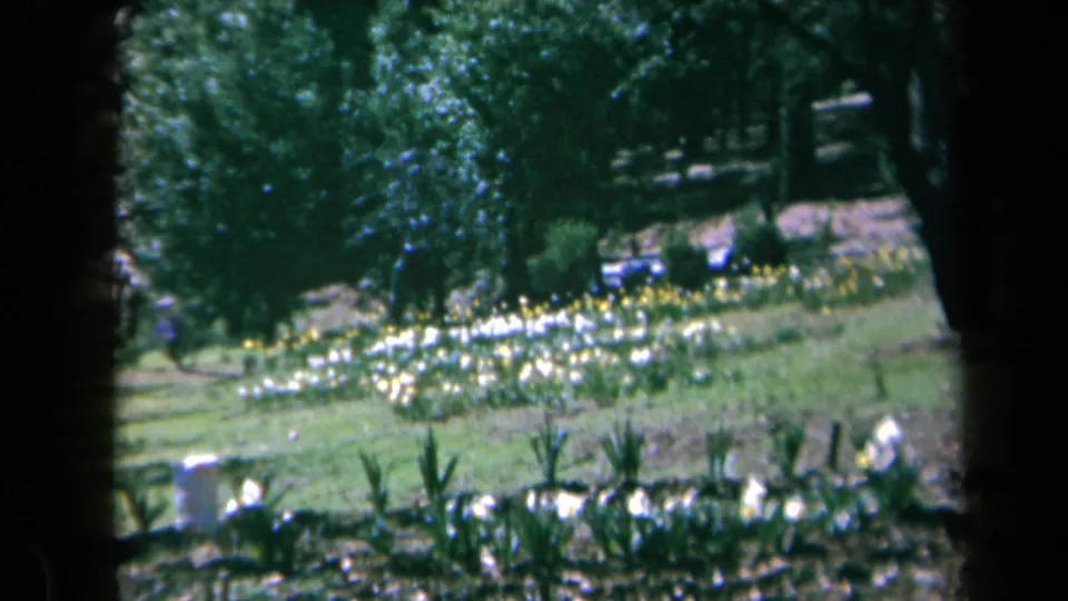 1969 California 8mm frame of a green garden with bright flower beds, trees, and small distant people.
