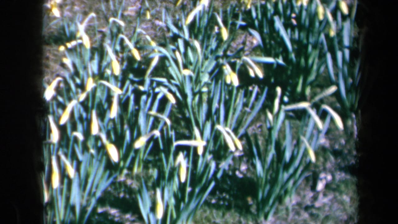 Yellow daffodils and green leaves seen through dark vertical foreground edges.
