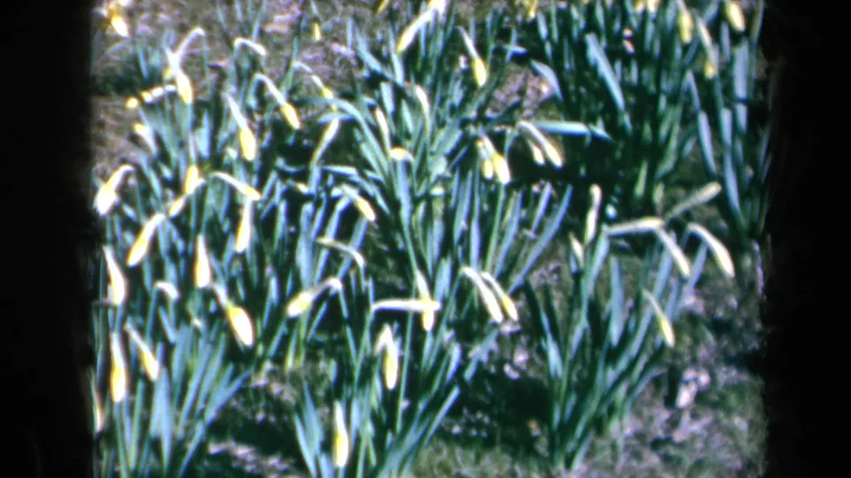 1969 California 8mm frame showing yellow daffodils and dense green leaves, partly framed by dark vertical foreground bands.