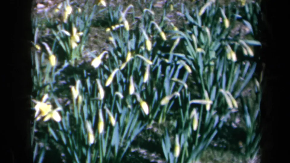 1969 California 8mm frame of yellow daffodils in a garden bed, with tall leaves and a dark foreground divider at left.