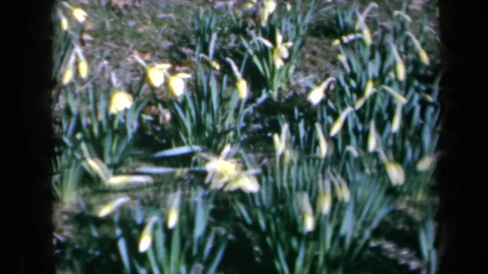 1969 California 8mm frame showing daffodils and leafy garden growth, softened by film grain and dark foreground framing.