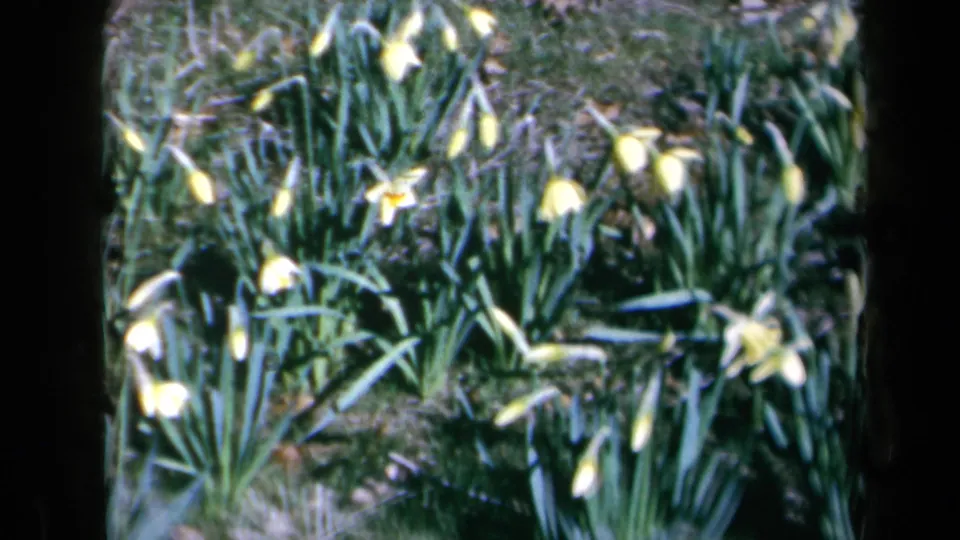 1969 California 8mm frame of a sunlit garden patch with yellow daffodils, green leaves, and dark edges from the filmed view.