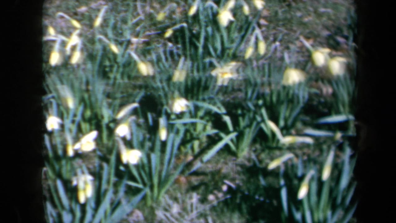 1969 8mm California garden footage showing yellow daffodils among dense green leaves in soft focus.