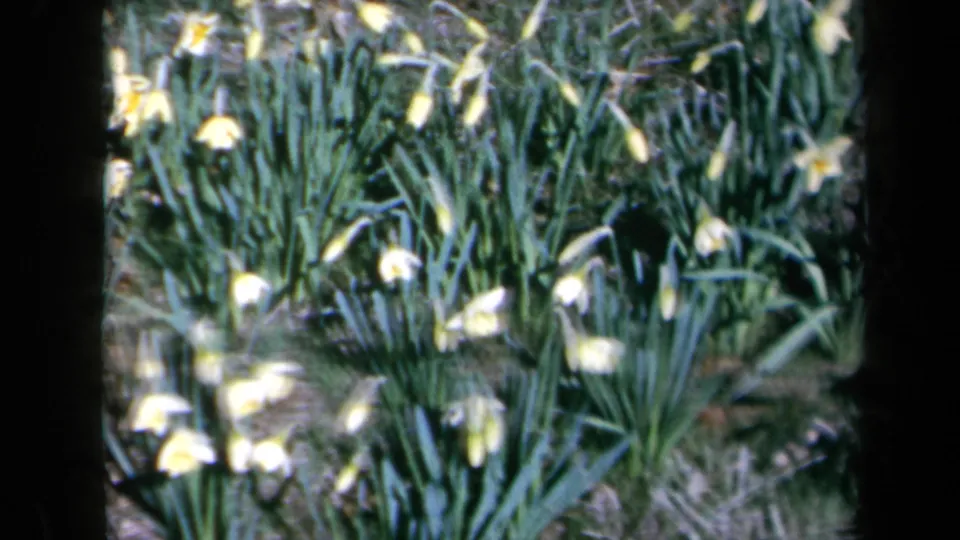 Soft 8mm view of daffodils in a California garden, with pale petals, yellow centers, and dense green stems.
