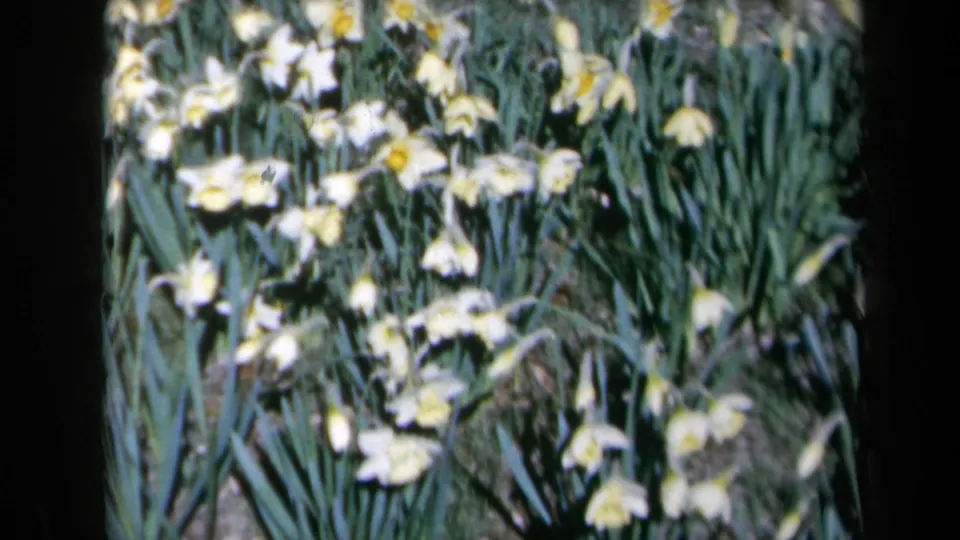 1969 home-movie frame of white and yellow daffodils filling the foreground of a leafy California garden bed.