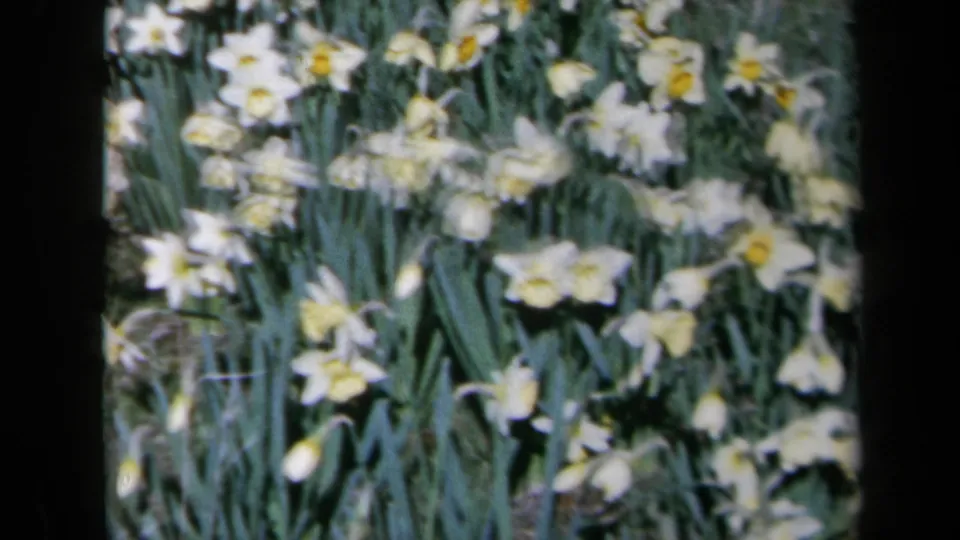 Soft-focus 8mm frame of dense daffodil blooms and green foliage in a California garden, dated by metadata to 1969.