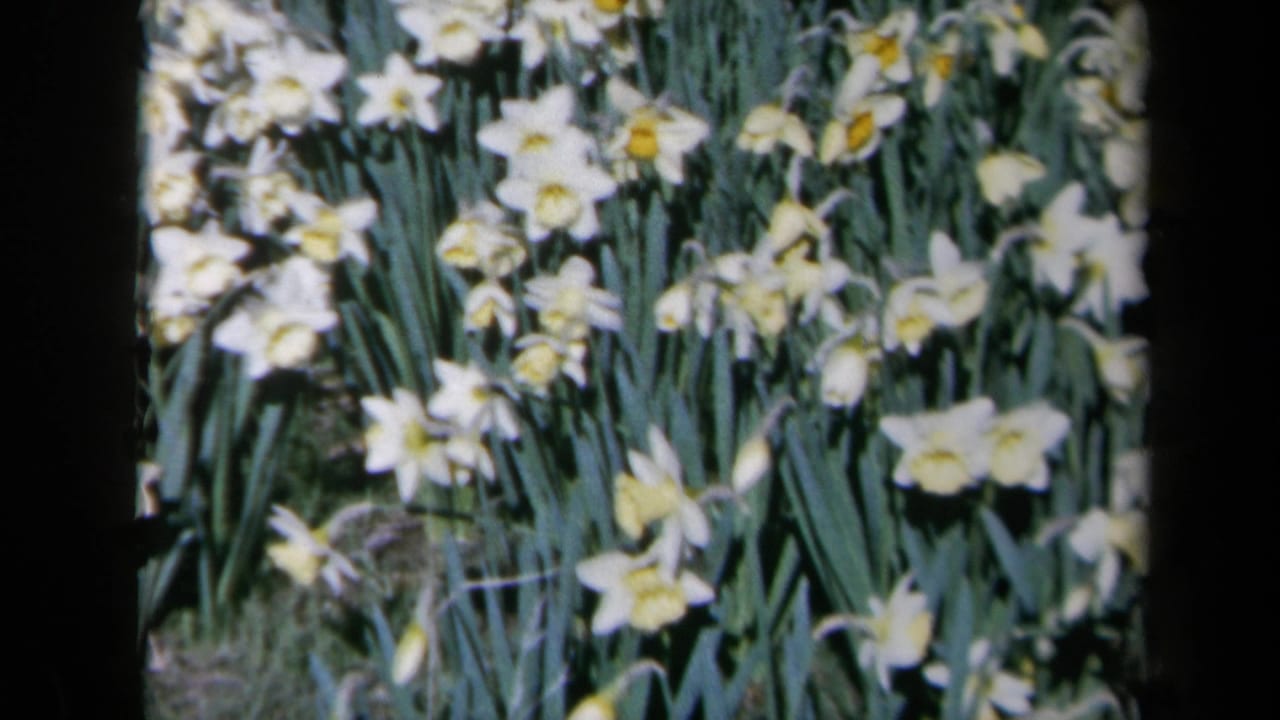 White daisies with yellow centers fill the frame among green leaves.