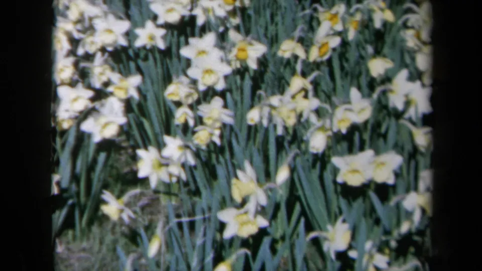 1969 California 8mm frame of white daisies and green foliage in bright outdoor light.