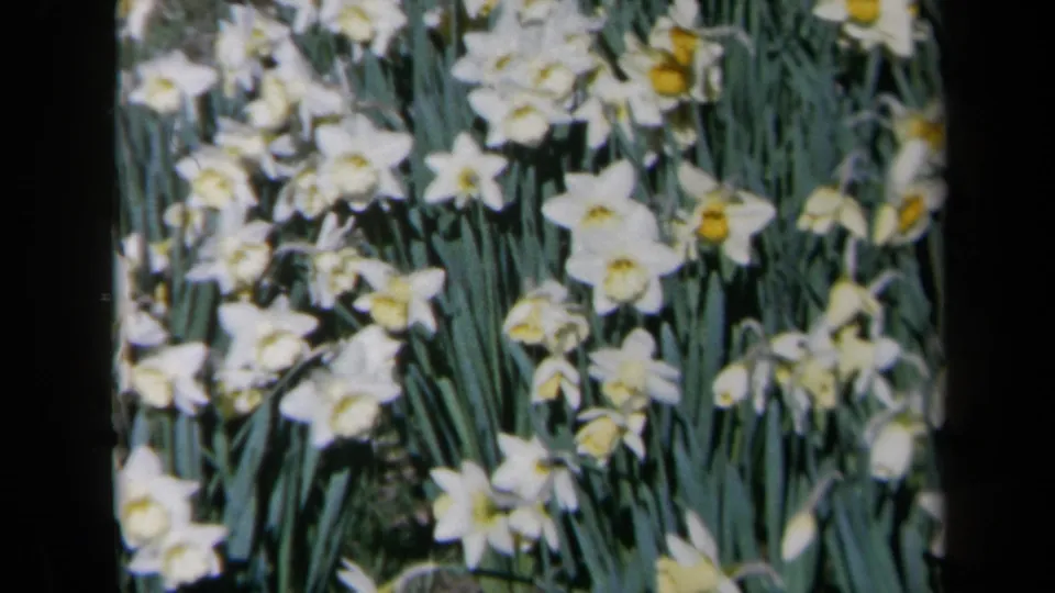 White daisies with yellow centers are seen in a soft 1969 California home-movie frame.