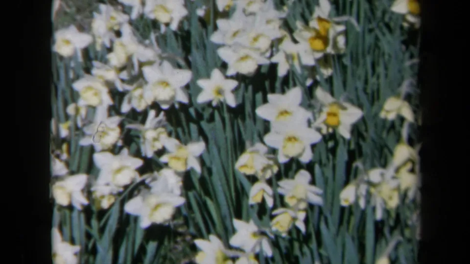A 1969 California 8mm view shows white daisies crowded among green leaves and stems.