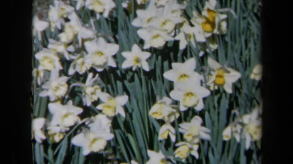 Final 1969 California 8mm frame of wind-swept white daisies and green garden foliage.