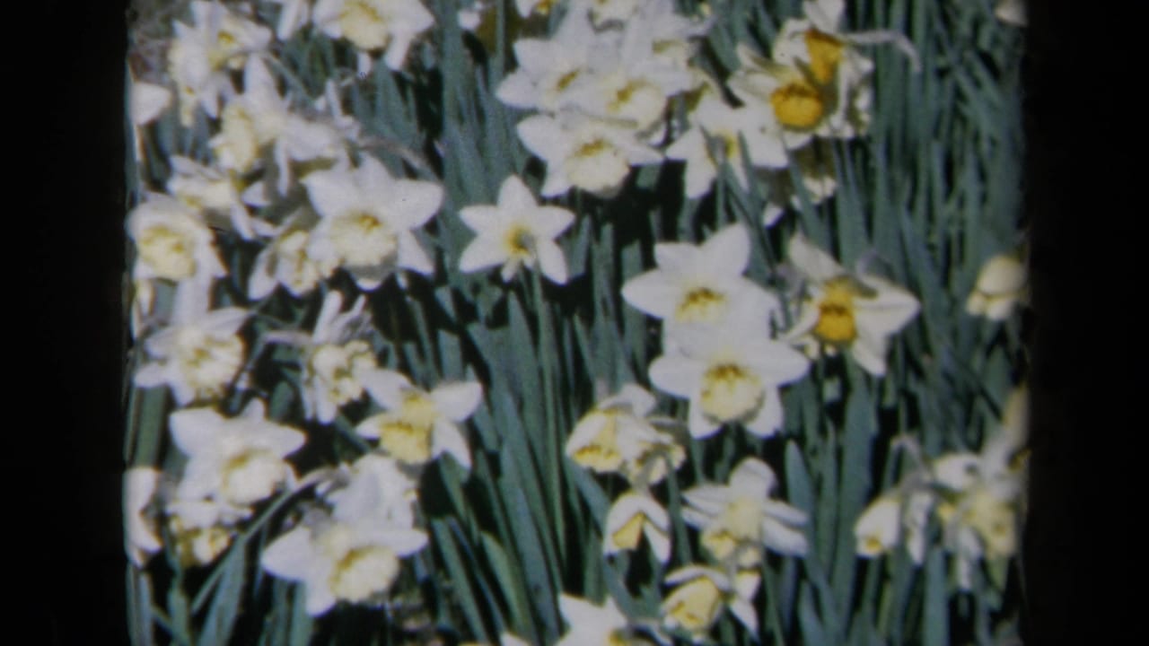 Close view of white daffodils with yellow centers among green leaves.
