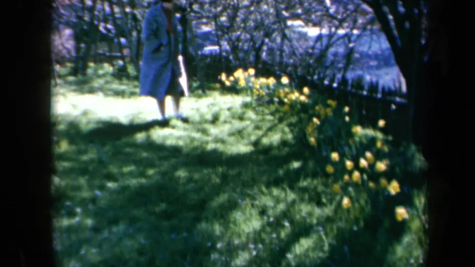 Late-1960s California 8mm frame of a woman walking through a grassy garden bordered by yellow daffodils and trees.