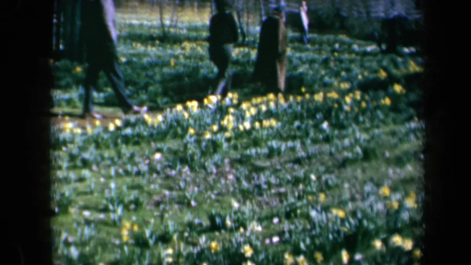 Adults in coats cross a lawn with yellow daffodils in California 1969 home-movie footage, partly obscured by dark tree trunks.