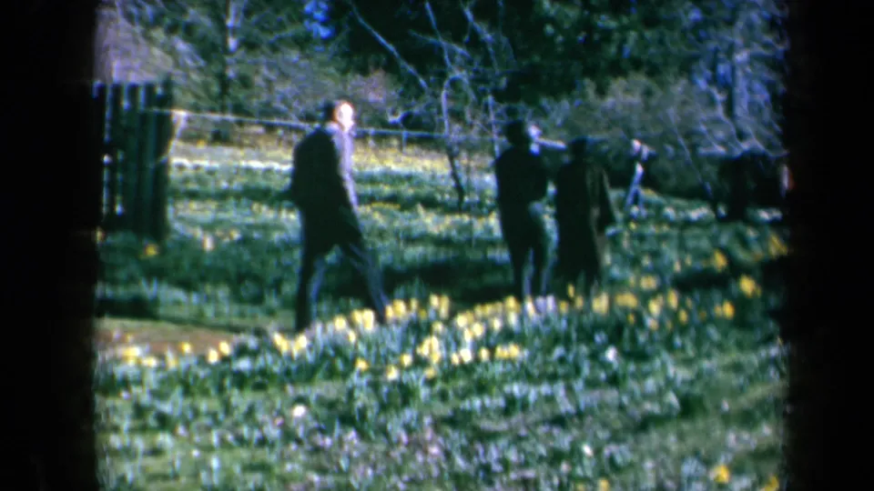 A small group of adults walks among yellow daffodils near trees and a fence in California 1969 8mm home-movie footage.