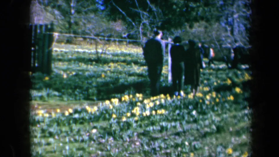 Two or more people appear from behind in a 1969 California garden scene, walking near daffodils, grass, trees, and a fence.