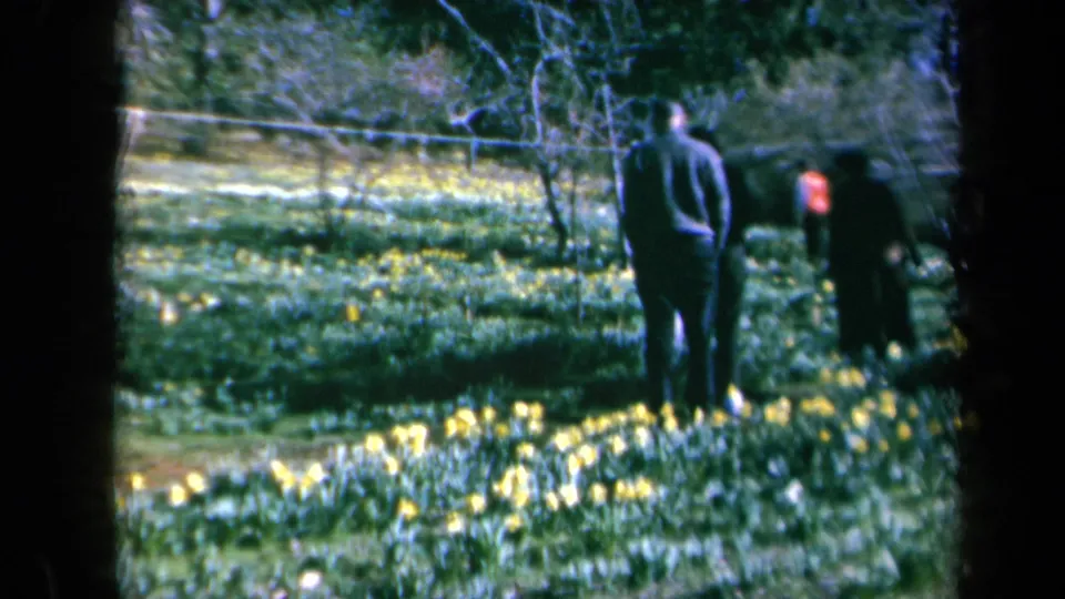 The final 1969 California garden frame shows people separated across the flower bed, with daffodils, grass, trees, and fence lines behind them.