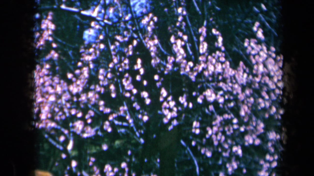 Pink blossoms on dark branches with deep film-edge shadows.