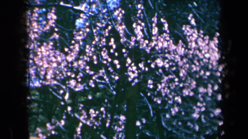 1969 California home-movie still of pink blossoms across tree branches, partly obscured by dark frame-edge shadow.