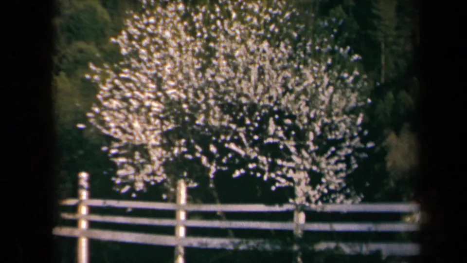 8mm home-movie frame from California in 1969 showing apple blossoms above a white wooden fence.