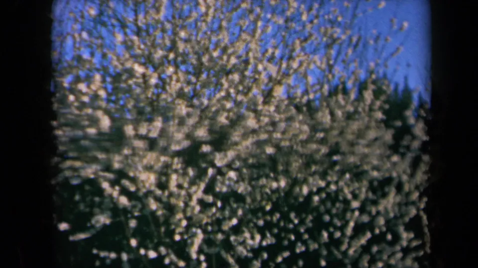 Late frame of the 1969 California 8mm clip, with apple blossoms, blue sky, and shaded background trees visible.