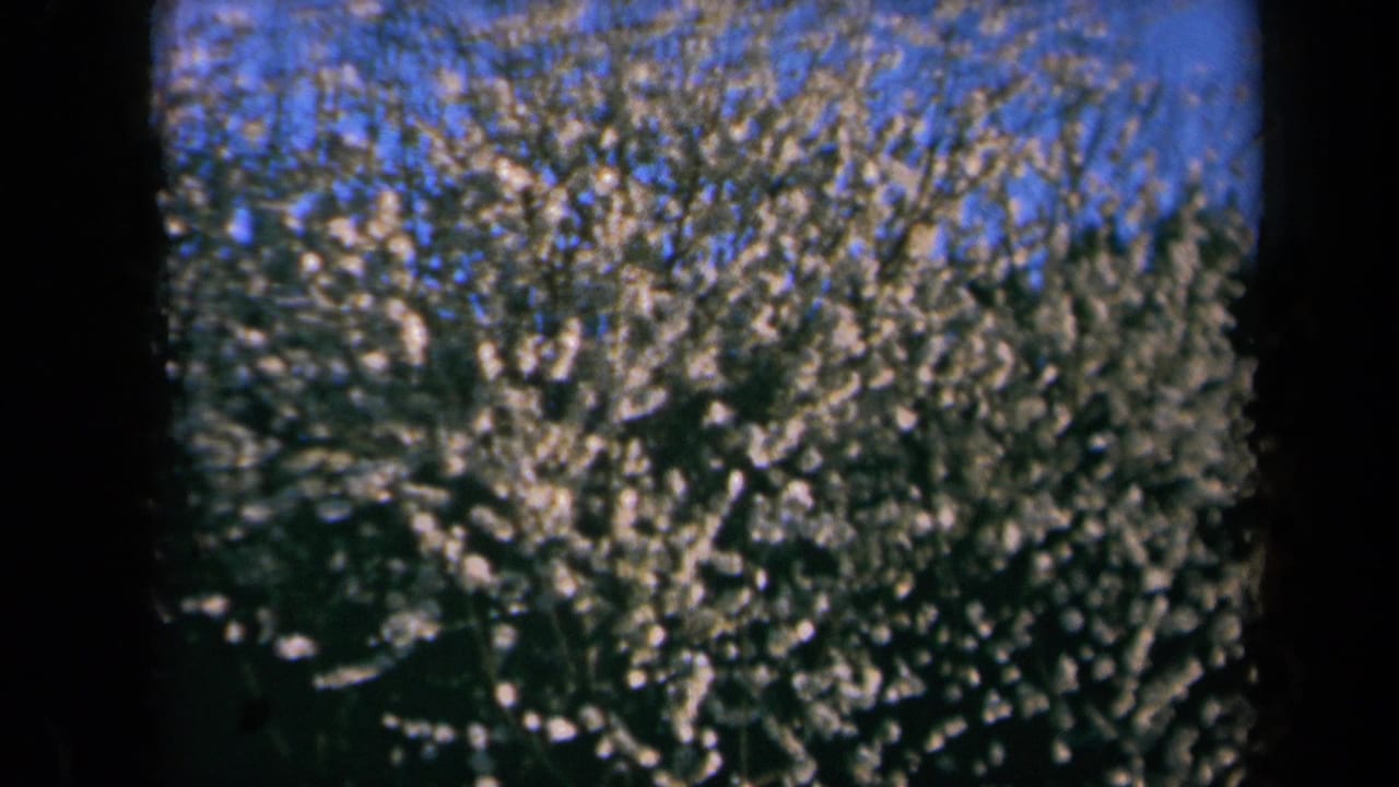 Flowering tree branches with white blossoms against a blue sky.