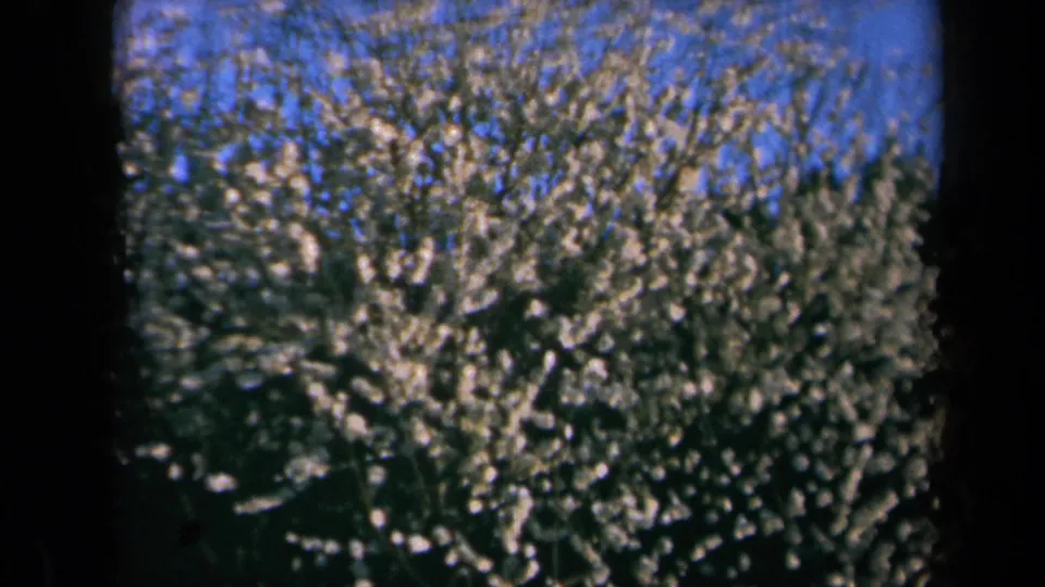 1969 California 8mm frame showing a white-blossomed tree filling the view beneath a blue sky.