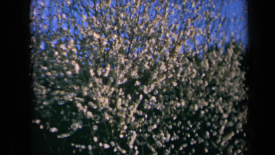 White spring blossoms cover tree branches in a 1969 California home-movie frame, with blue sky above.
