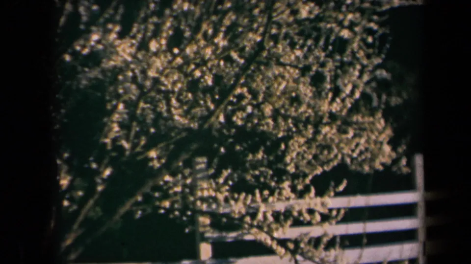 1969 California 8mm frame with a white-blossomed tree over a white wooden fence in bright daylight.