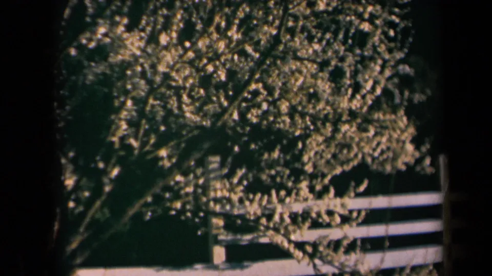 A flowering tree and white fence remain in view in this 1969 California home-movie frame with visible 8mm borders.