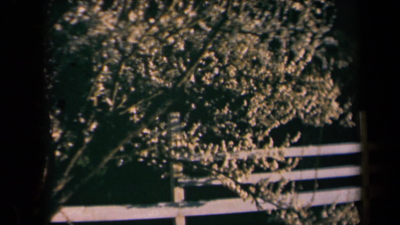 Flowering tree branches above a white wooden fence in dark shade.