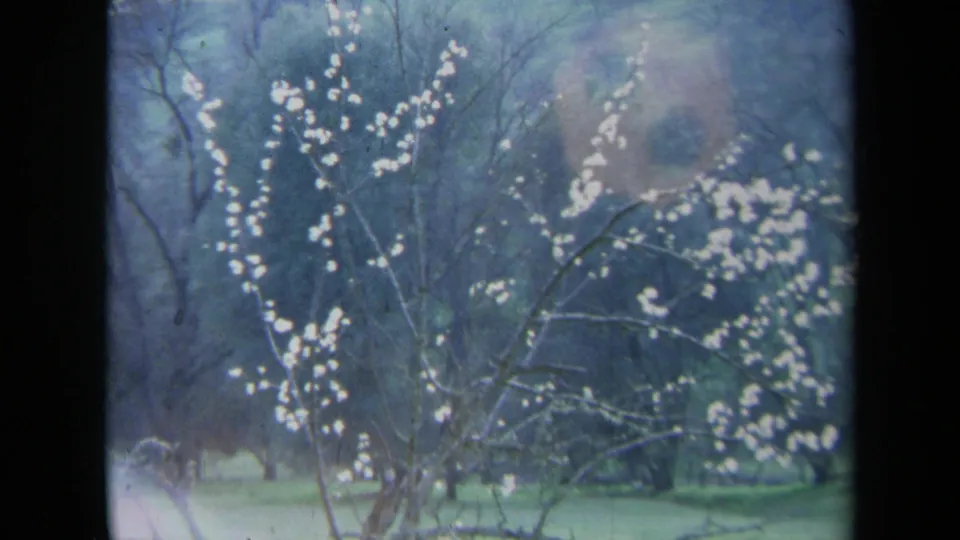 1969 California 8mm frame showing white blossoms and bare branches over a green park-like or garden area.