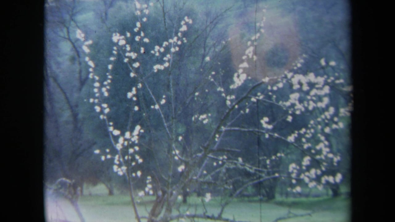 1969 California 8mm frame showing white-blossomed branches against a grassy field, tree line, and hazy hillside.