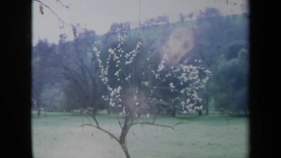 1969 California 8mm frame of a solitary white-flowering tree in a green field below wooded hills.