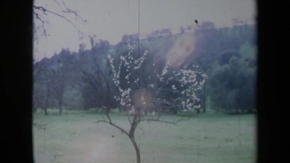 1969 California 8mm frame showing a white-blossomed tree in a grassy field, with bare branches and hills beyond.