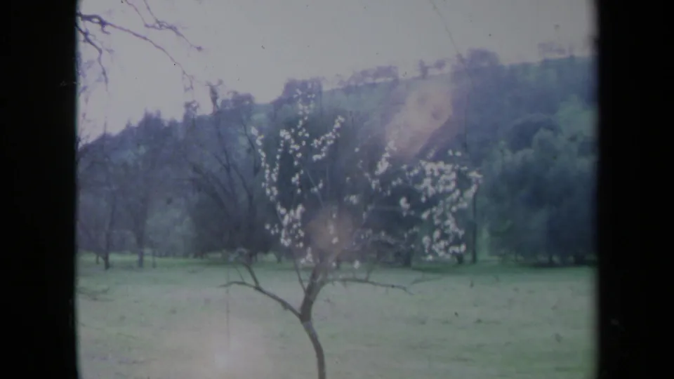 1969 California 8mm frame of a white-flowering tree in an open field, backed by dark woods and rolling hills.