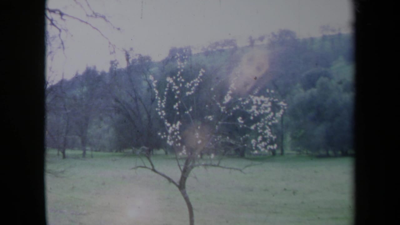 1969 California 8mm frame showing a blossoming tree, open grass, bare branches, and a wooded hillside.