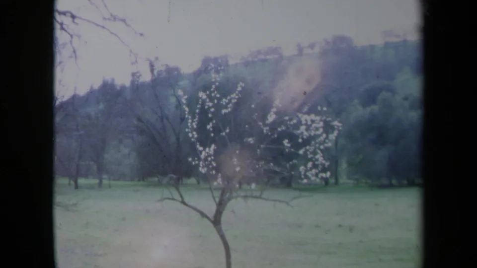 1969 California 8mm frame showing a blossoming tree, open grass, bare branches, and a wooded hillside.
