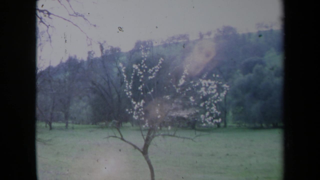 Blossoming tree and open grass with dark wooded hills in the background.
