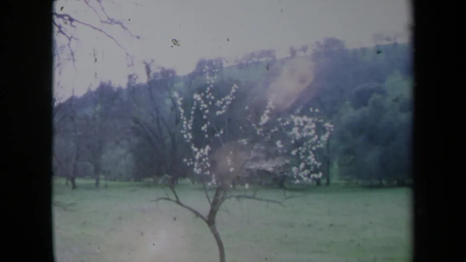 1969 California home-movie view of a flowering tree set against grass, shrubs, and a wooded slope.