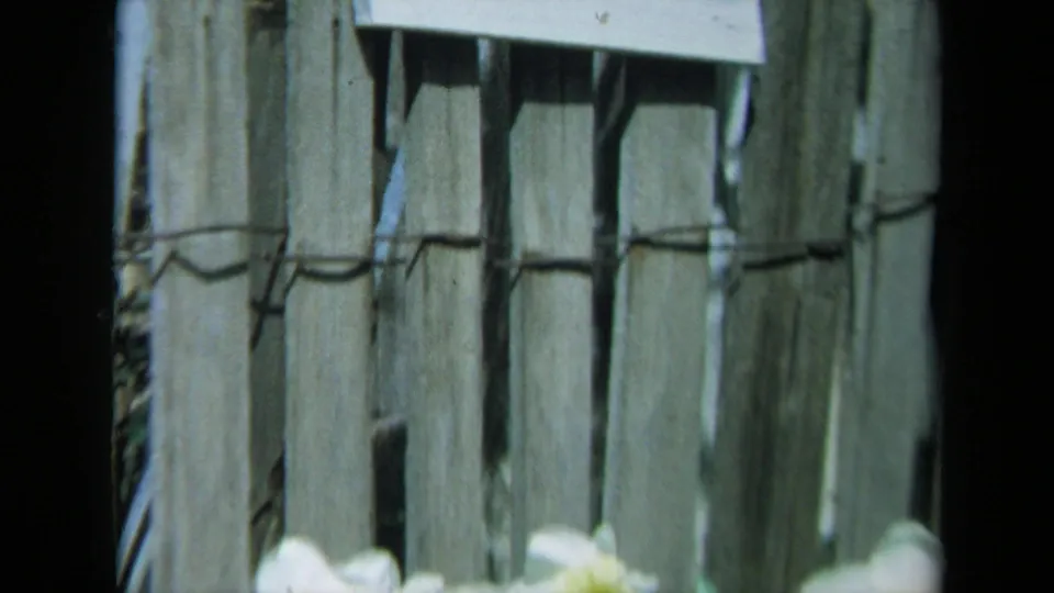 Close 8mm view of weathered vertical garden fence boards with out-of-focus pale flowers along the lower edge.