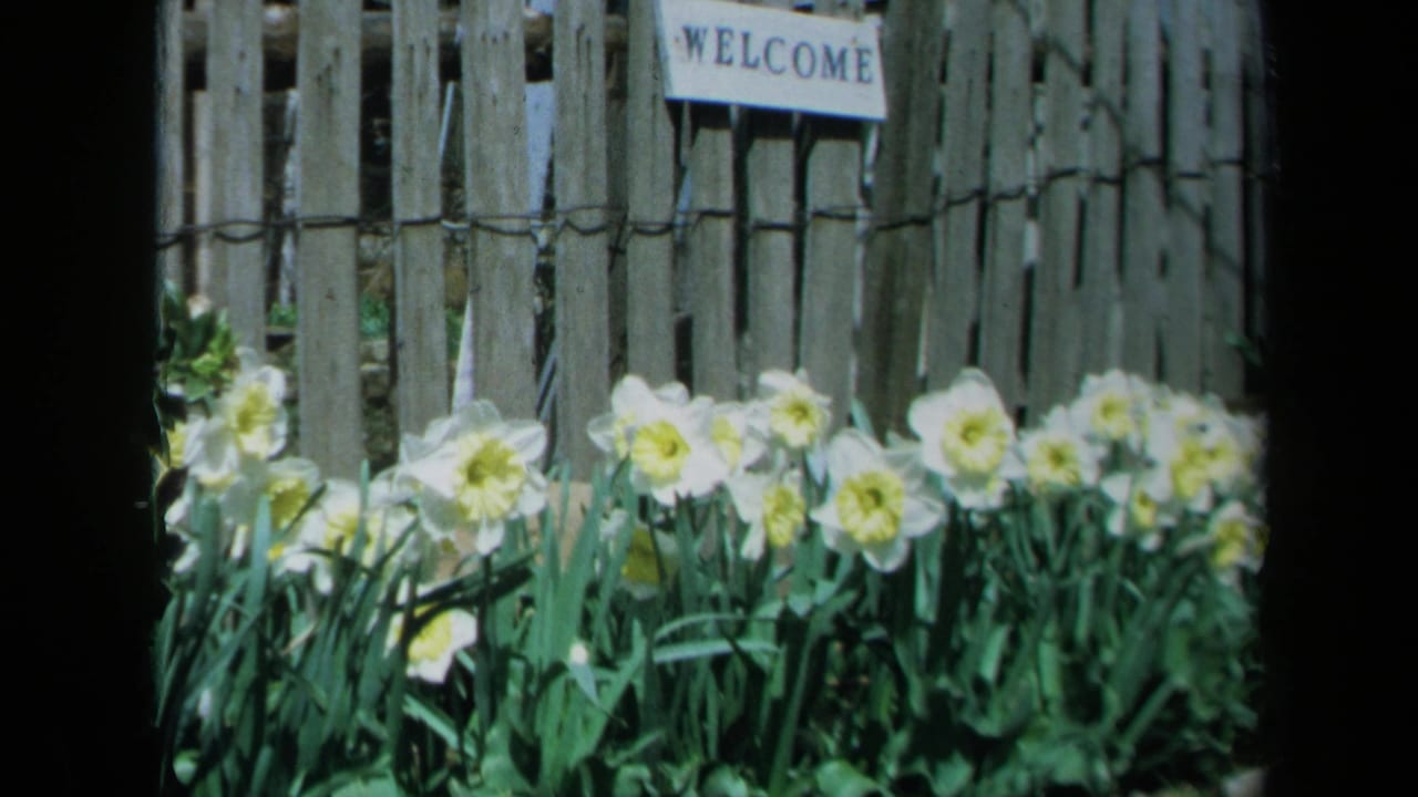 1969 California 8mm frame showing white daffodils with yellow centers before a weathered wooden fence and welcome sign.