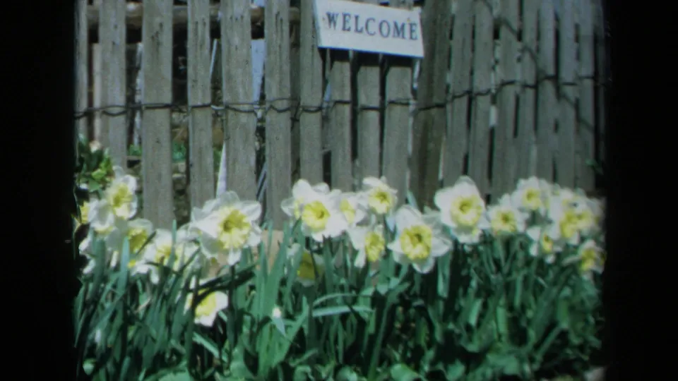 1969 California 8mm frame showing white daffodils with yellow centers before a weathered wooden fence and welcome sign.