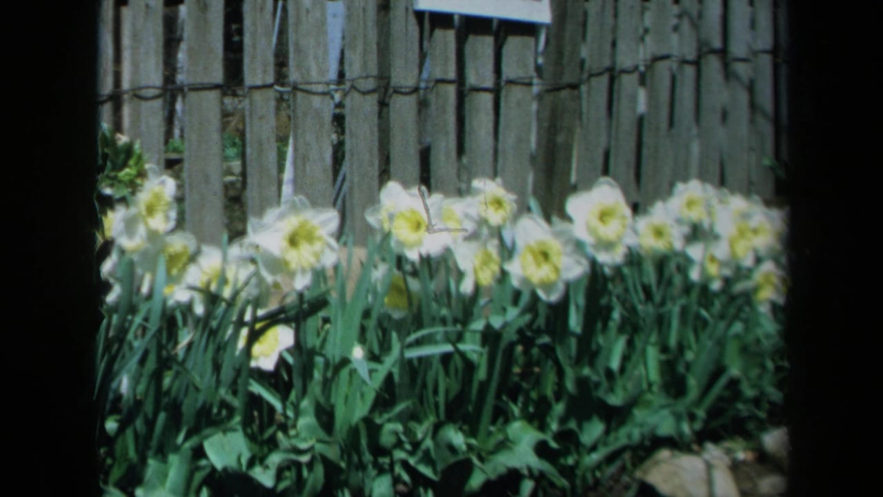 Row of white flowers and green leaves against a vertical wooden fence.