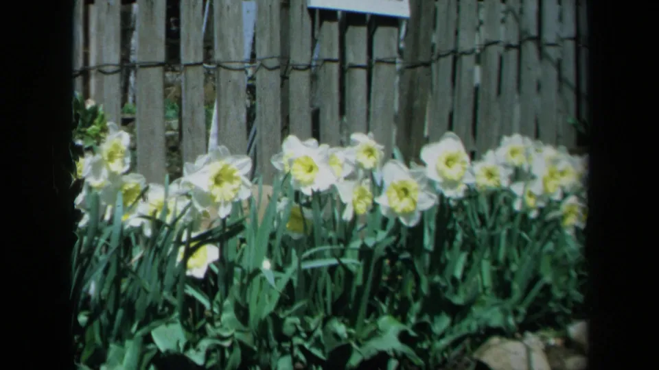 1969 California 8mm frame showing white daffodils and foliage close to a weathered backyard-style fence.