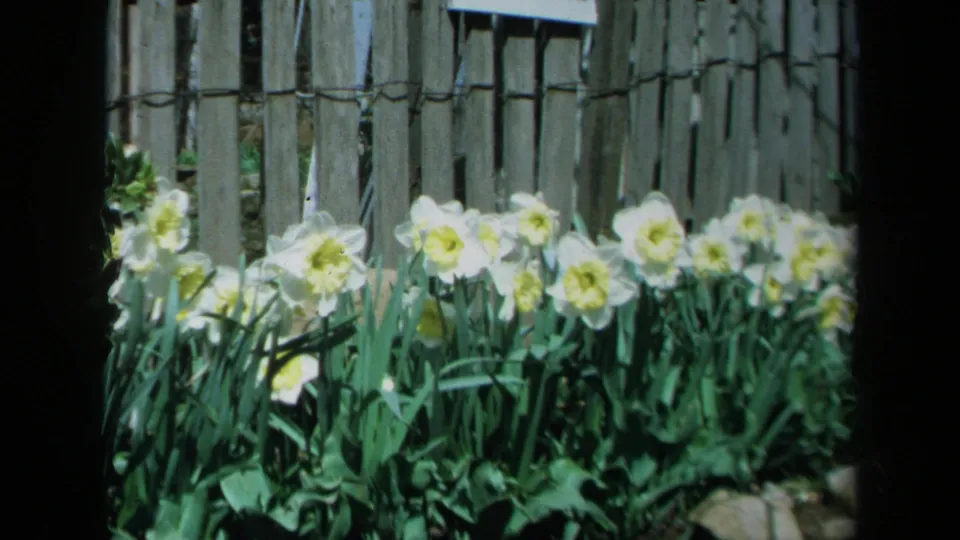 1969 California 8mm frame with white daffodils, green leaves, garden stones, and a wooden fence in the background.