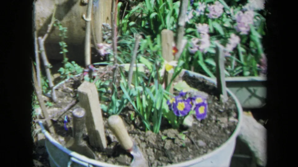1969 California home-movie frame showing a metal tub flower bed with soil, purple and yellow blooms, green shoots, and tools.