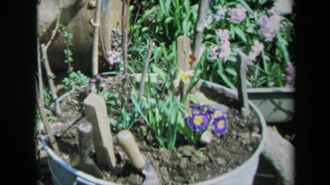 1969 California 8mm frame showing a close view of a small planted container with purple flowers, daffodils, soil and garden stakes.