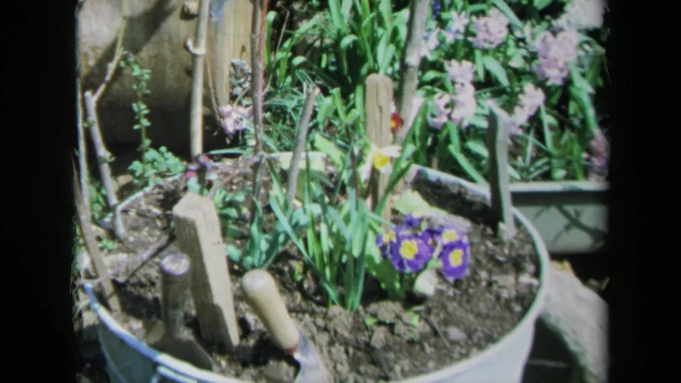 1969 California 8mm frame showing a close view of a small planted container with purple flowers, daffodils, soil and garden stakes.