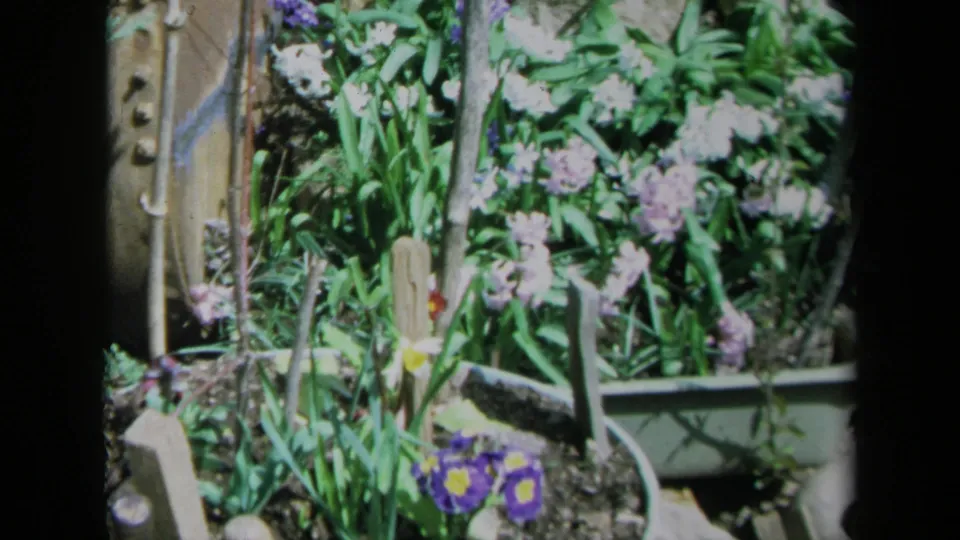 1969 California home-movie frame of a small container garden with purple blooms, daffodils, dense foliage and wooden stakes in soil.